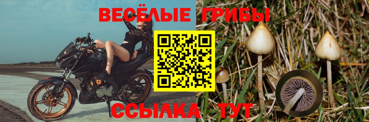 купить наркоту  Галлюциногенные грибы MAGIC MUSHROOMS  Вход с VPN  Галлюциногенные грибы Psilocybe  Арзамас 